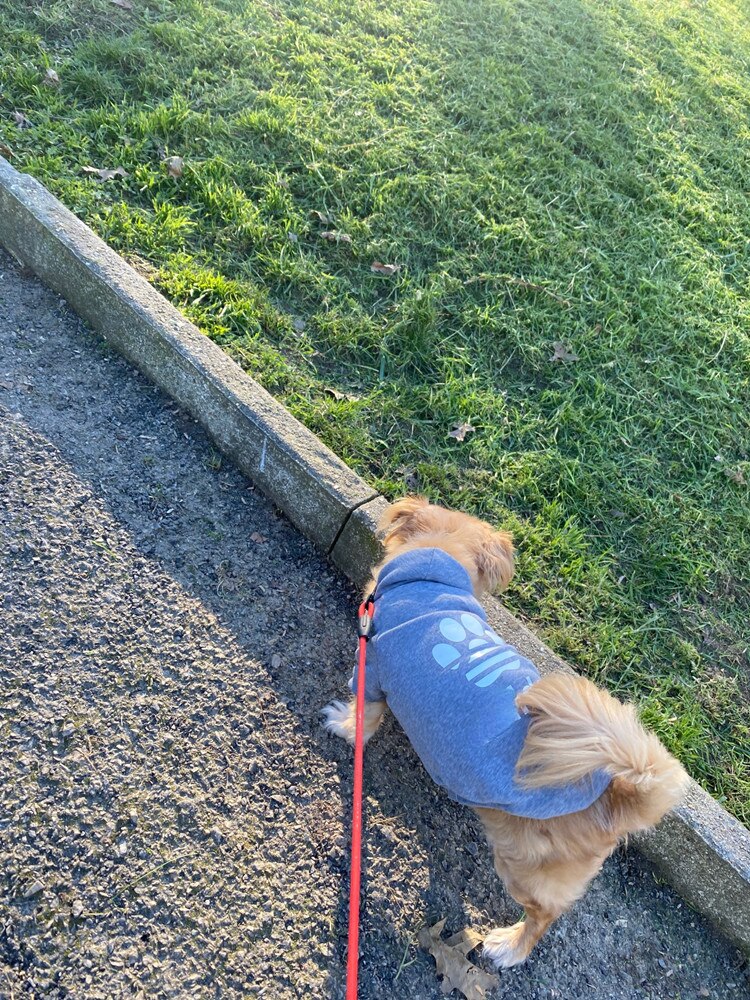 ADIDOG Dog Hoodie Dog Jacket 